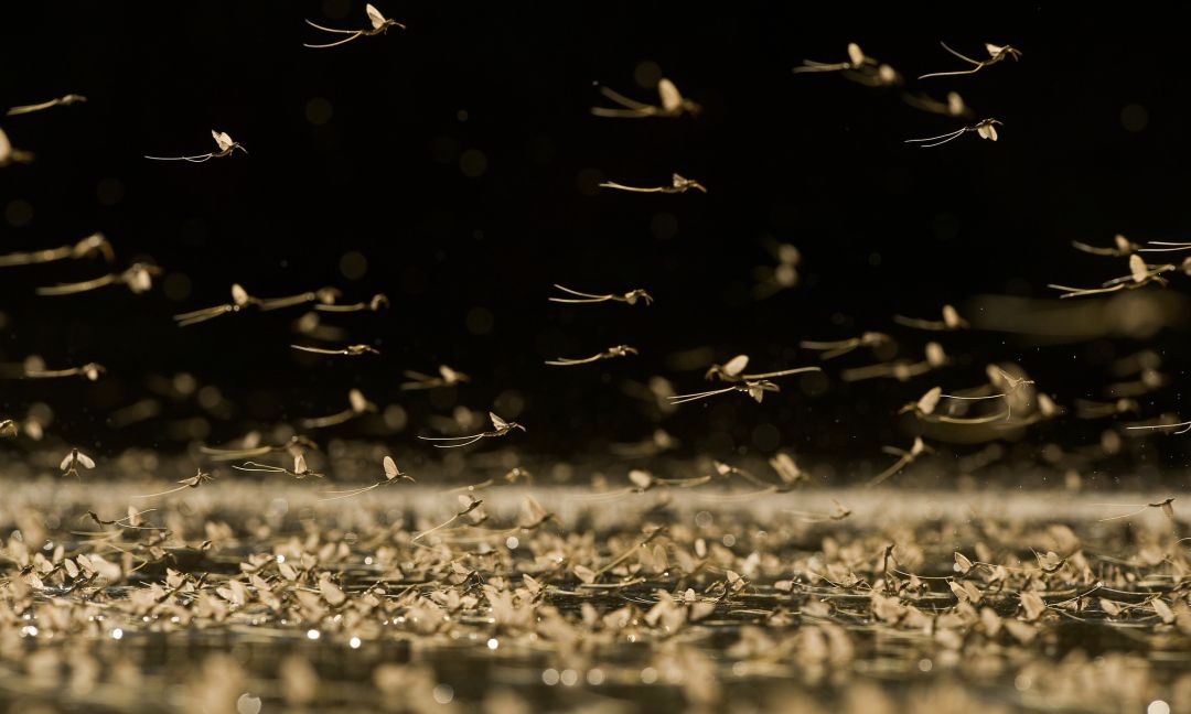 河南邓州惊现飞虫集聚，被传为“涨水蛾”，它们的出现意味什么？