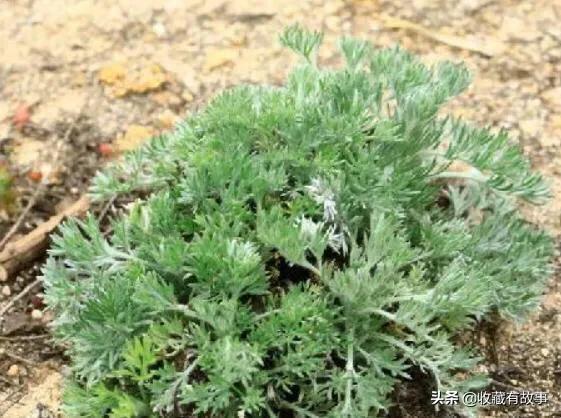 民国手抄医书有收藏价值吗,民国手抄本高清图片