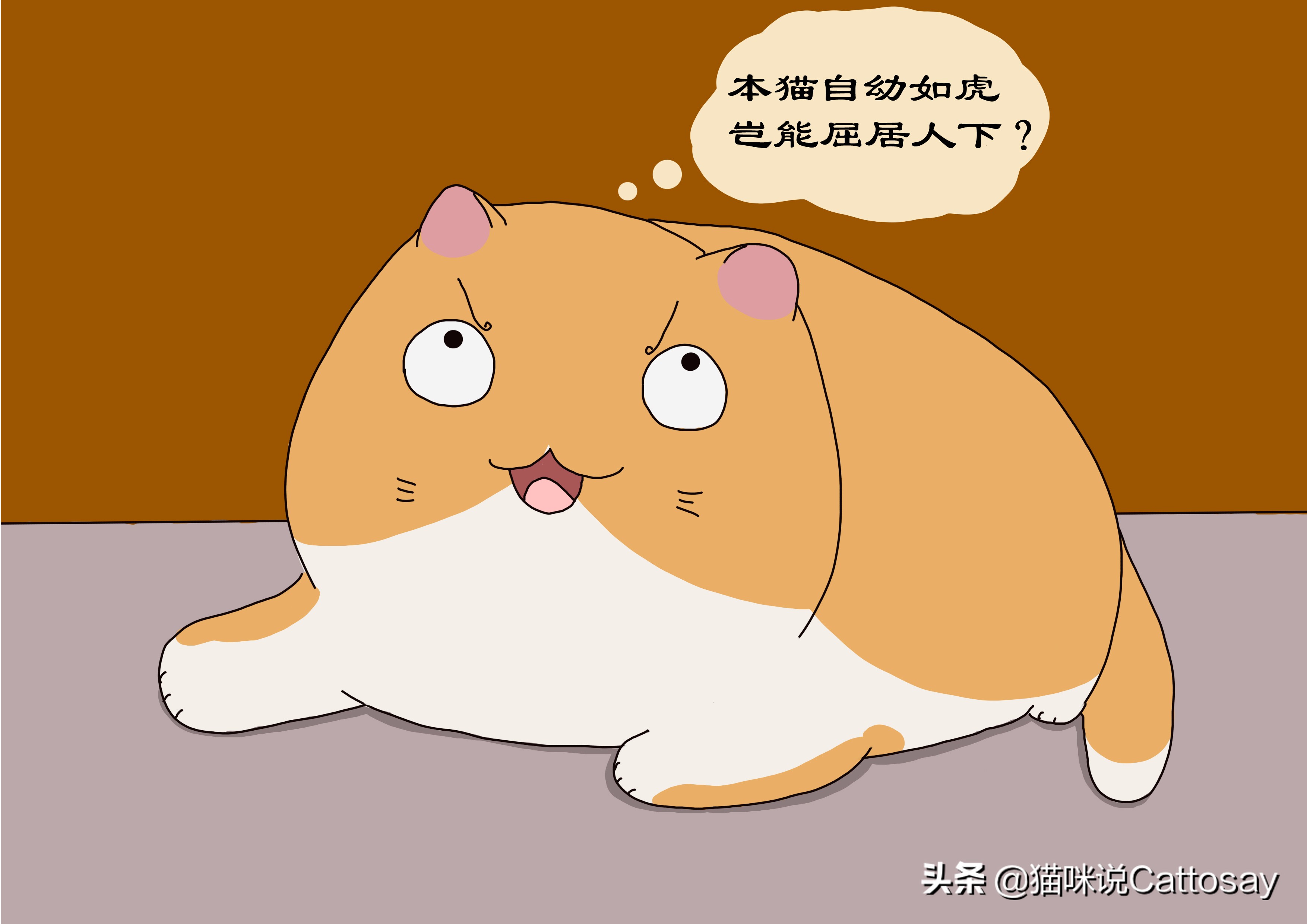启禀铲屎官：您的猫跑了，猫想跑时会有3个细节