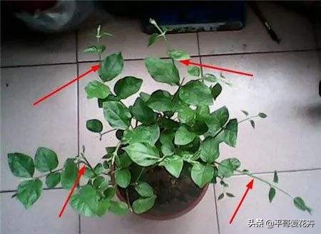 想要植物长得快怎么做,想要株型完整的树如何修剪