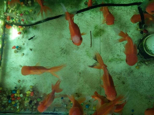 鱼缸温度达到多少度能去除绿水,鱼缸去除绿水最简单的办法