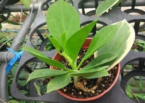 扦插花的养殖方法和技巧,养花扦插有妙招多肉