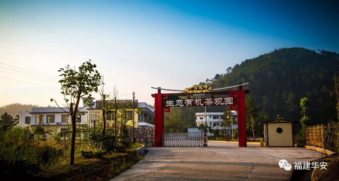 华安:一盏茶的时光