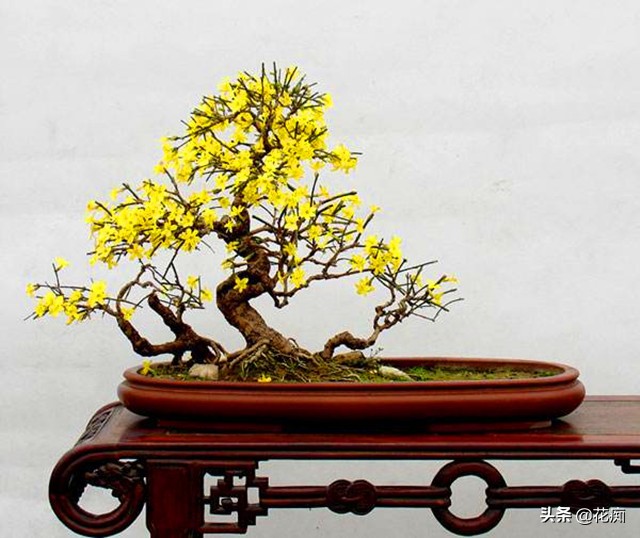 迎春花养殖的技巧,迎春花养殖的方法和注意事项