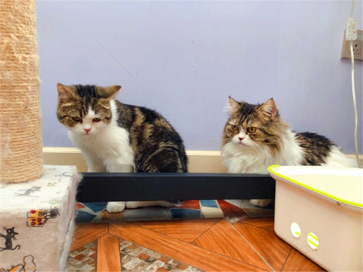 田园猫也是一条生命,中华田园猫中最稀有的田园猫排名