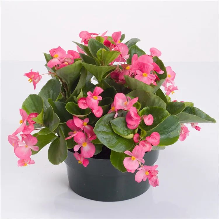 去花市买花千万别买这4种花,春天逛花市5种花千万别买