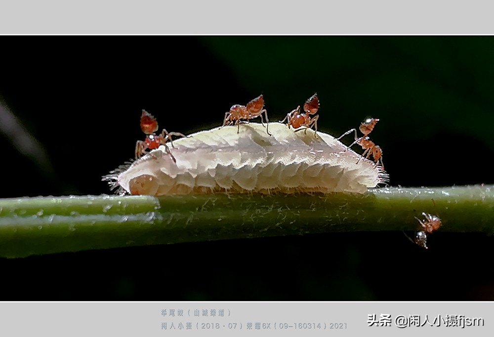 手机昆虫摄影：蚂蚁随处见，手机人人有，有想过用手机拍蚂蚁吗？