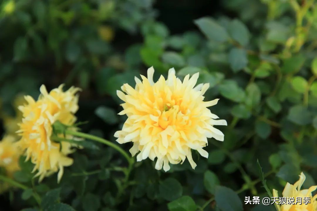 优雅女士月季花,奇葩月季品种图片