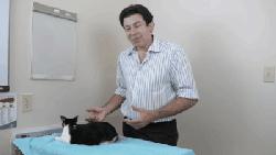 养了十多天的猫猫想抱它要怎么做,养了两年的猫怎么教