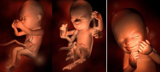 胎儿的发育全过程及注意事项,胎儿发育40周全过程纪录片