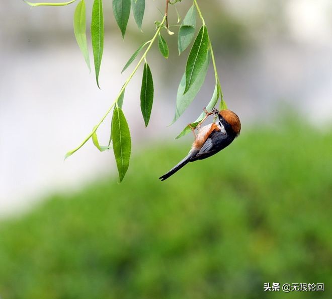 欣赏贺知章咏柳的意境美,咏柳贺知章写的咏柳赞美什么