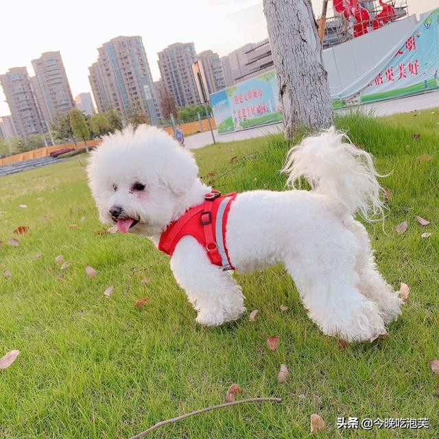 比熊犬咬人怎么办,比熊犬怎么养才会不咬人和你亲近