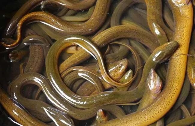 养殖什么稀奇的品种赚钱快又好养,养殖最赚钱的品种