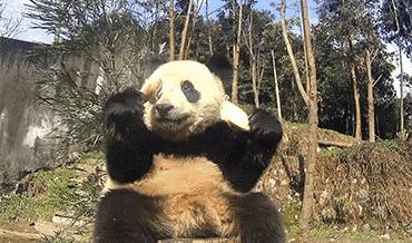 大熊猫有没有吃肉的特性,大熊猫的消化系统为什么不怕竹子