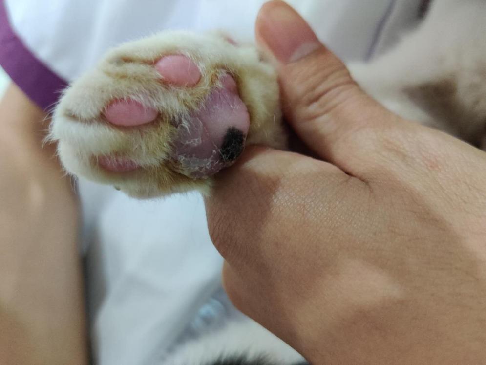 猫咪爪垫红肿怎么办,猫咪的爪垫会蜕皮吗