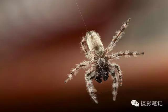 微距摄影技巧视频,微距摄影技巧及要点手机