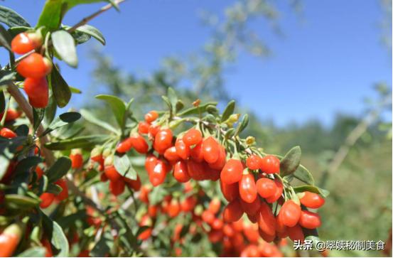 金银花的香味幽香清雅,金银花的甜香味