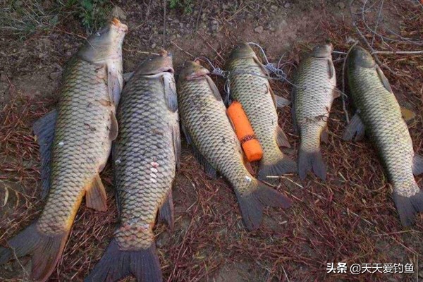 自制炒米鲫鱼饵料配方野钓,野钓自制玉米饵料配方大全
