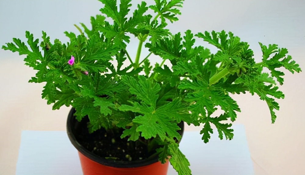 如何选择家中花卉植物盆栽,家庭常见的盆栽花卉的养护与管理