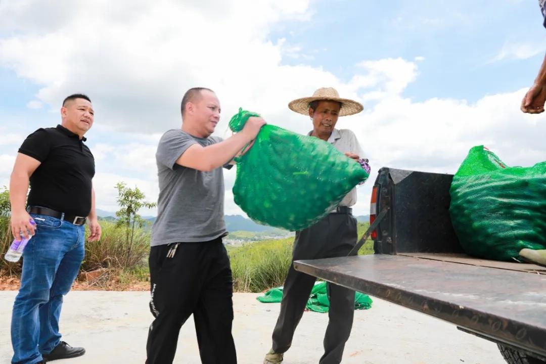 本草纲目里面有哪些药草,本草纲目里面的植物有什么