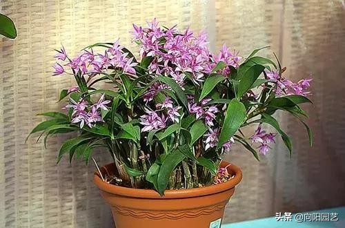 养兰花浇水用什么水好,如何养好兰花用什么肥