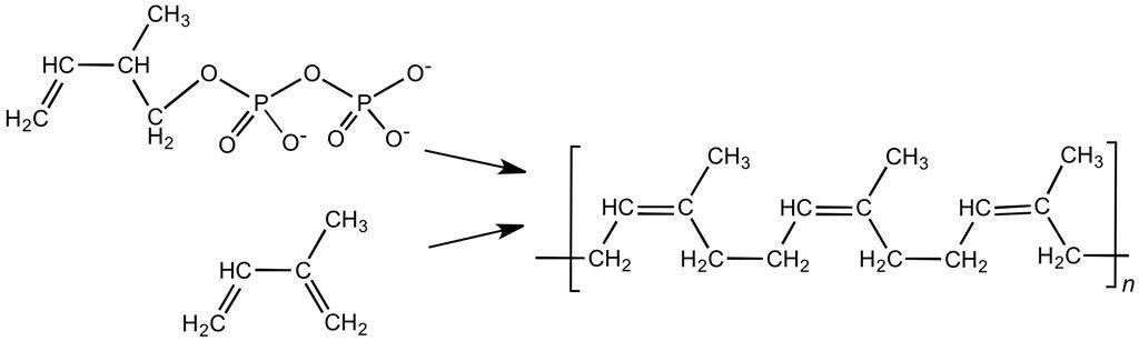 橡胶球为什么能弹起来,橡胶球为什么有弹性
