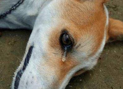 狗狗5种表现离死亡不远了,狗狗常见的十大疾病