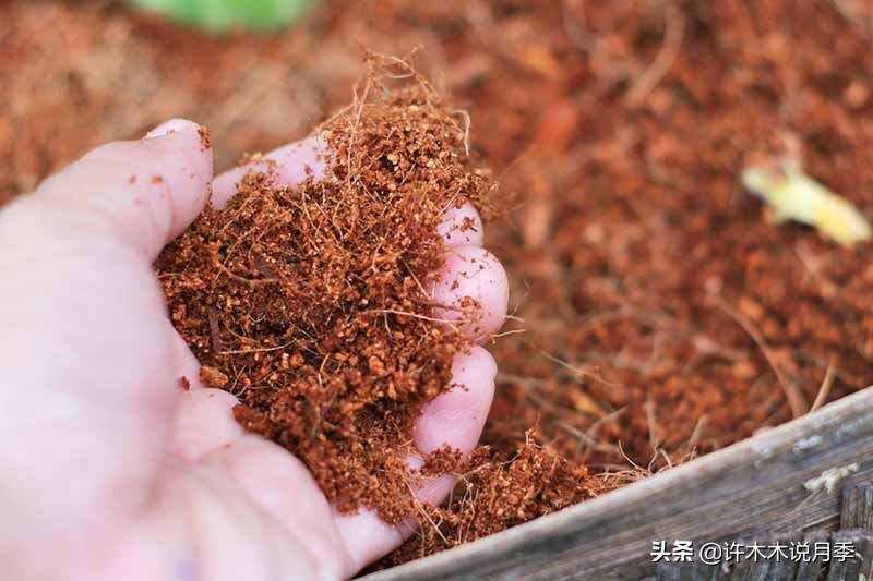 养月季不能忽视的10个问题，新手扫盲教程，快速入门月季养护