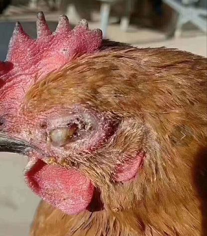 鸡支堵的防治方法,鸡气管堵塞的土方法