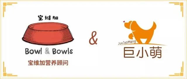 文明养犬是对狗狗最美的宠爱,文明养犬有宠物的世界还是更有爱