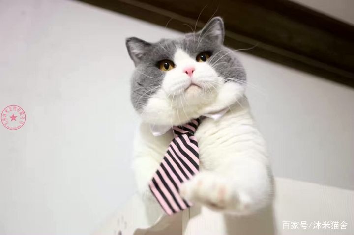 英短沐米猫怎么养,英短蓝剑猫咪怎样养