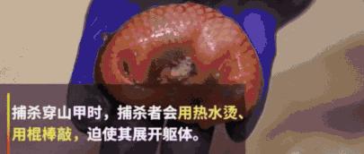 吃野生穿山甲的后果,吃了穿山甲会有什么法律后果