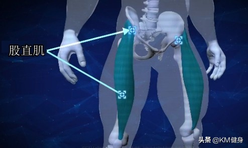 股四头肌：“我也不想这么凸出，谁让臀大肌和腘绳肌不争气呢！”