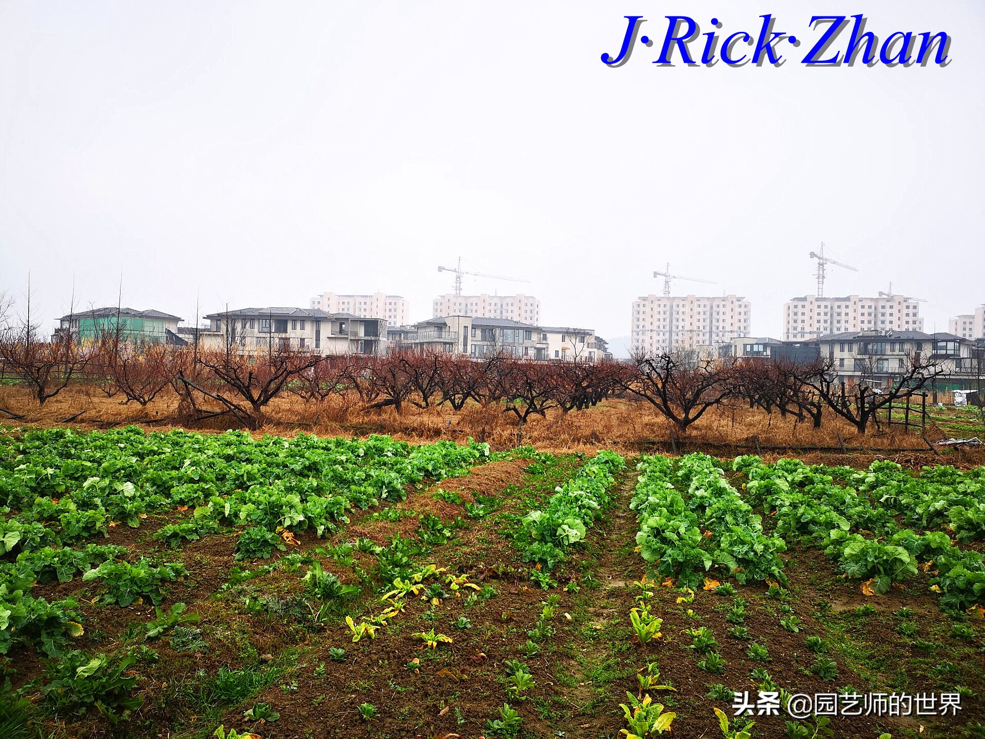 园艺现状和发展前景,园艺研学基地