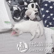 白天不在家猫喂食怎么办,白天不在家猫怎么养