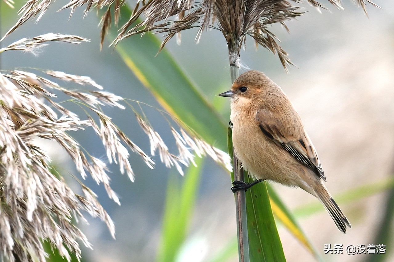 「10.13」北京沙河观鸟日记：收获长尾山椒鸟与中华攀雀