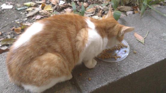 猫咪丢了最快找猫咪的方法,找回猫咪后应该怎么办