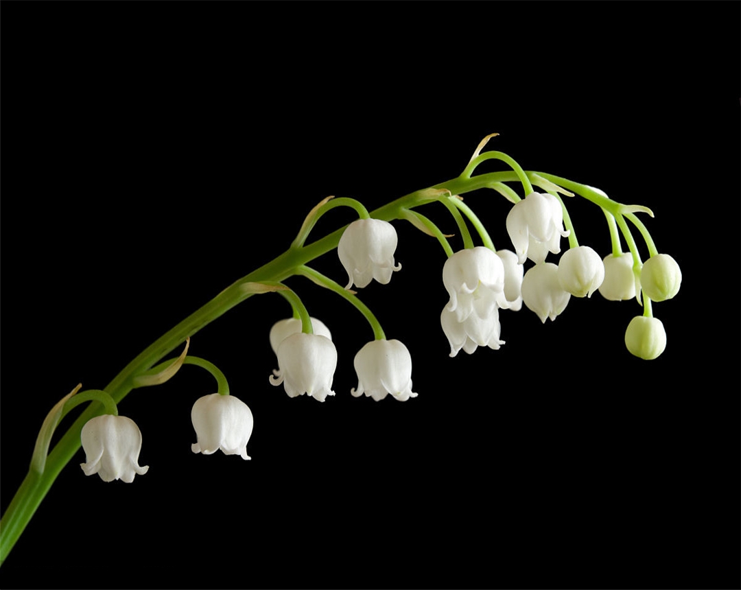 铃兰花的养殖方法视频教程,铃兰花的养殖方法喜肥吗