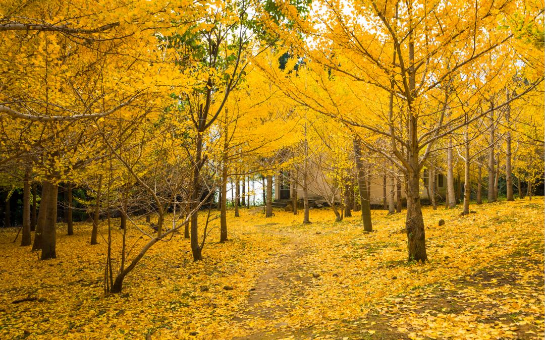 还没想好国庆去哪？自驾2.5小时，在秋日里泡温泉吃美食