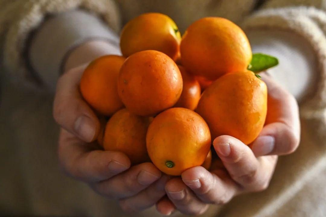 冰糖心金桔独立包装,冰糖心阿克苏苹果顺丰包邮