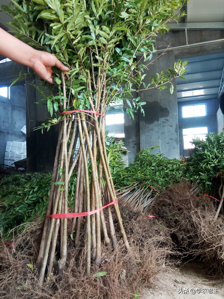 种植石榴用什么方法结果好,如何种植石榴易获高产
