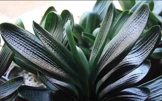 淘米水加果皮养花,淘米水加肥料