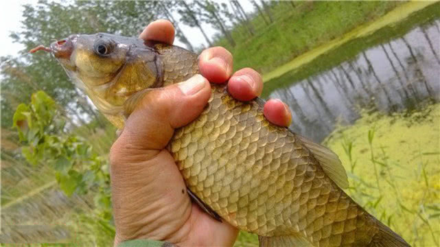 钓鱼人钓的是什么,钓鱼人就是这样收获满满