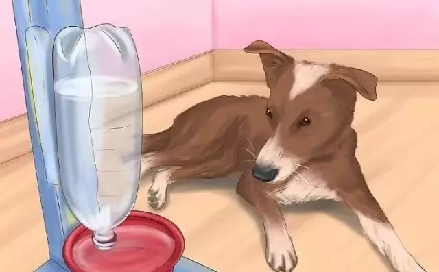 狗狗中暑后好几个小时站不起来,狗狗中暑症状和解救方法及其价格