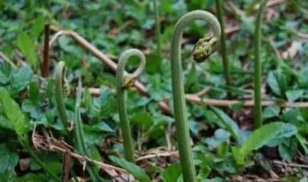 武穴又到挖野菜的时候了,江边好多人都在挖野菜,你吃了吗?