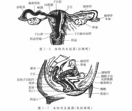男生做过妇科检查吗,男性禁入