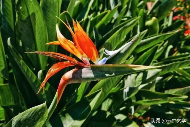 收藏100首夏日诗词带你清凉一夏,100首夏日诗词助你清凉一夏