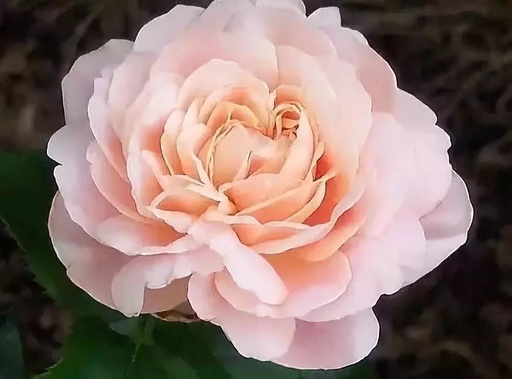 世界十大花卉排行榜名单,世界十大名贵花草