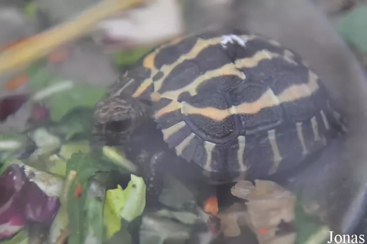 龟类大百科,大眼睛龟类