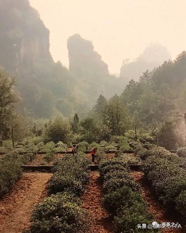 福建武夷山大红袍高香炭焙肉桂,武夷茶大红袍传统技艺